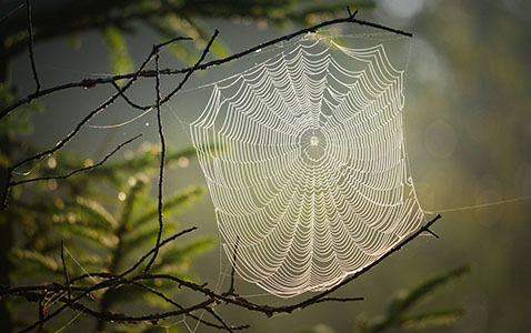 Spinnennetz, Symbol für Vernetzung, Quellenangabe: Albrecht Fietz - Pixabay