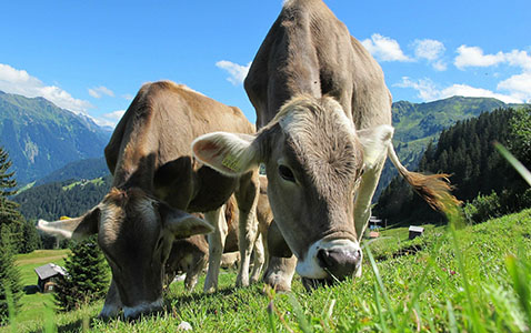 Kühe weiden auf Bergwiese, Quellenangabe: Christian B. - Pixabay